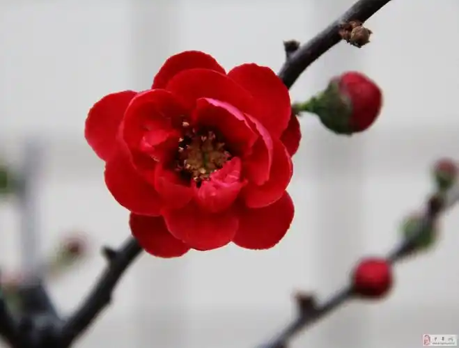 今日杏花别样红 只缘美女镶其中