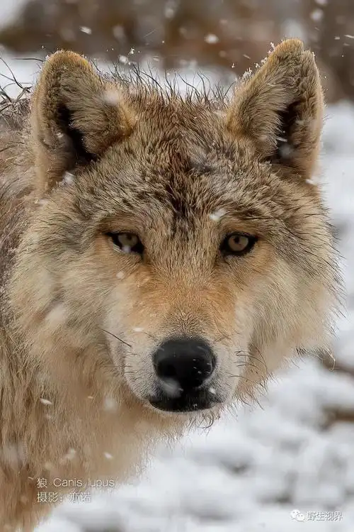100种常见动物(各种动物图片大全)