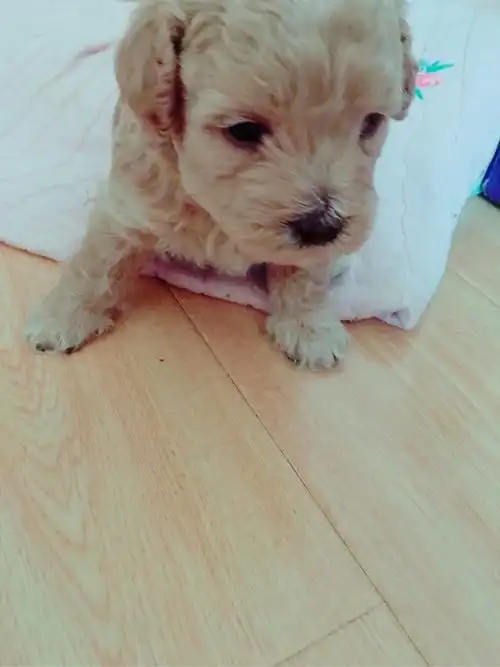 一个月泰迪串. 求预言长大后的样子