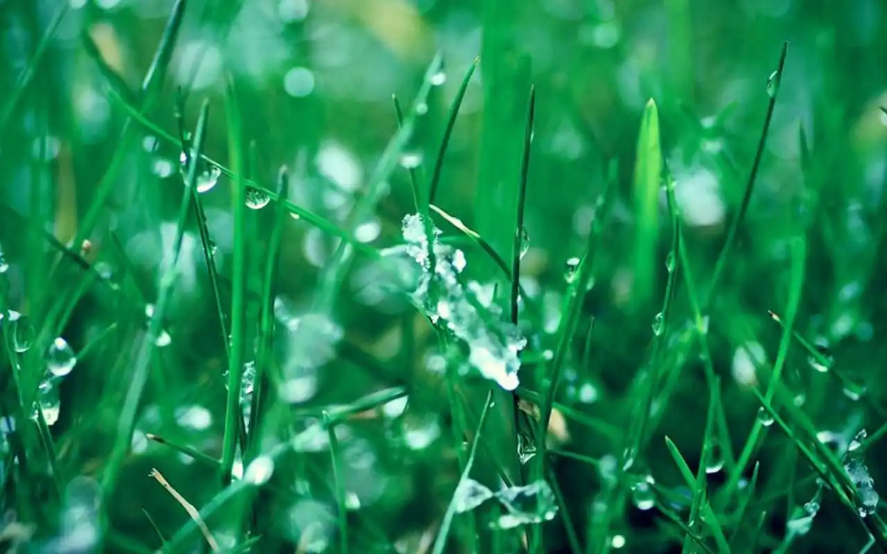 清新唯美的露珠桌面壁纸