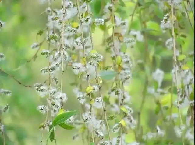 顺义狠下这些招数,治理10万株杨柳飞絮
