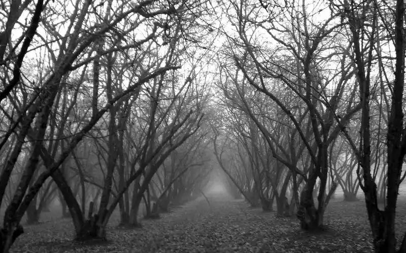 唯美黑白风景高清桌面壁纸