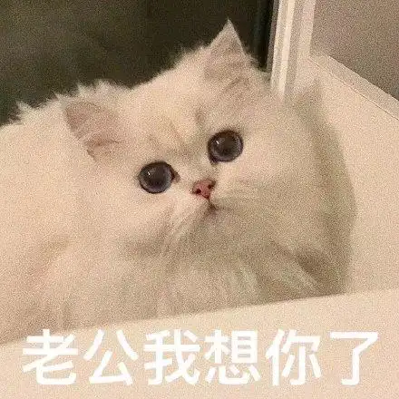 老公我想你了(猫咪表情包)_我想_猫咪表情
