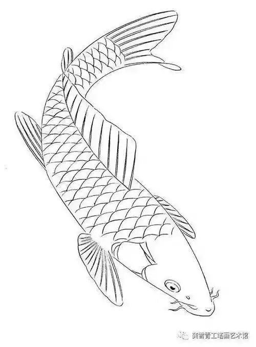 龚雪青工笔《鲤鱼百态》实用白描_组合_造型_象征
