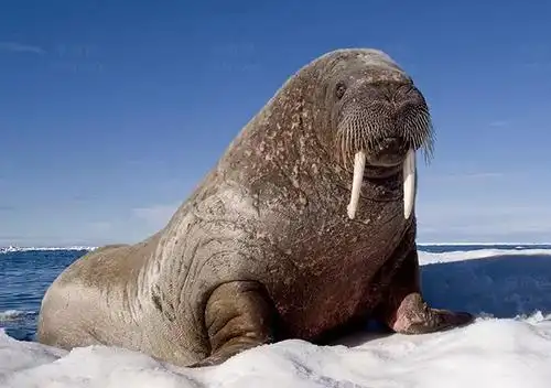 世界上胡须浓密的十种动物薮羚排第一