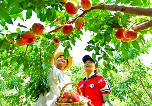 张掖蟠桃园里欢乐多 品尝美味享受采摘乐趣!_澎湃号·媒体_澎湃新闻-t