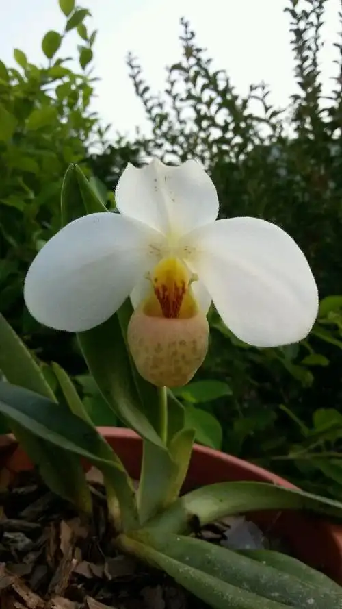 白花兜兰开了_看图_洋兰吧_百度贴吧