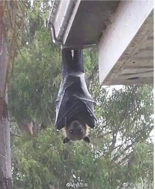 慎入几年前微博上看到的澳大利亚狗头蝙蝠是我恐巨大生物的起源