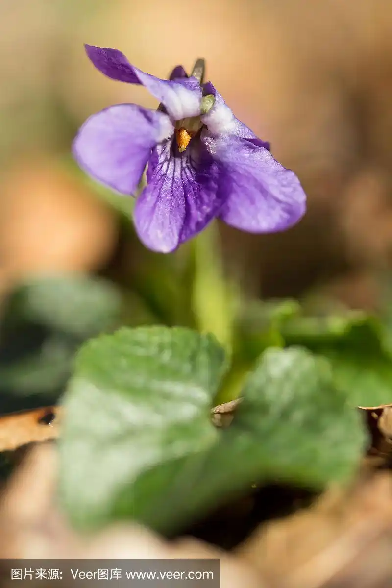 木紫罗兰(viola odorata)或甜紫罗兰,英国紫罗兰,原产于欧洲的普通或