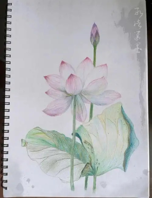 夏日荷花彩铅绘画