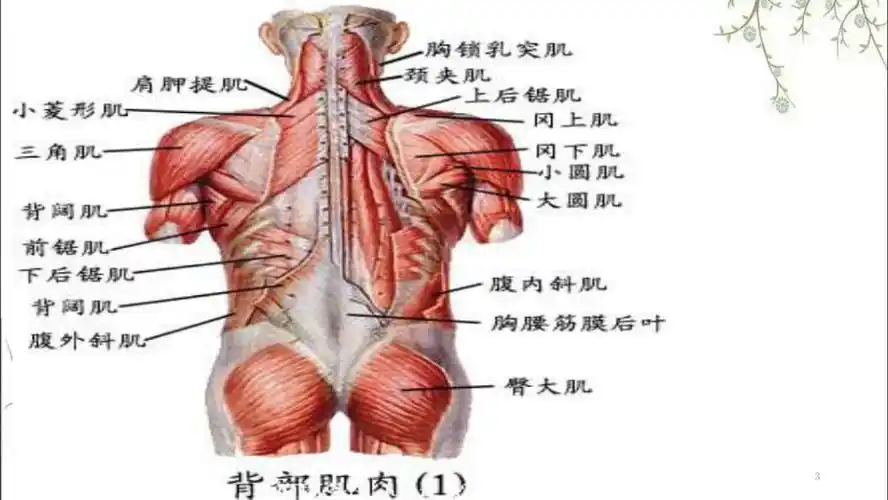 背部肌肉锻炼课件