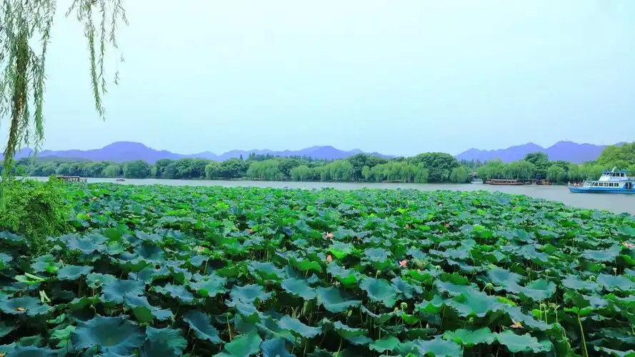 杭州西湖荷花1024x768分辨率下载,杭州西湖荷花,高清图片,壁纸,自然