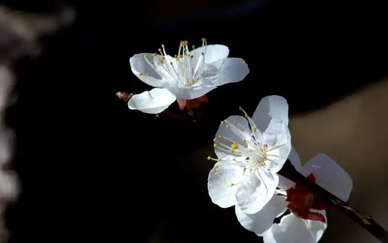 杏花粉红色花卉风景高清壁纸