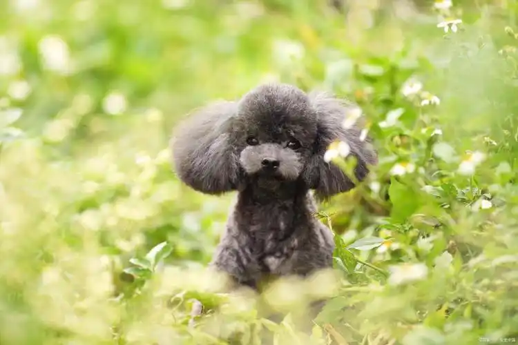 养泰迪10大忌!一定要注意~