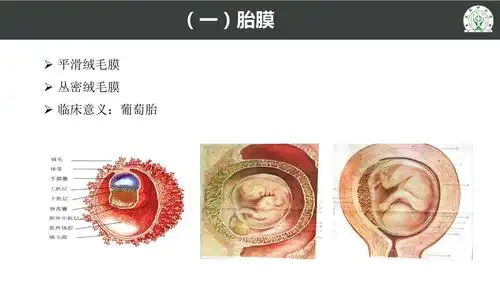 12.3 胎膜和胎盘