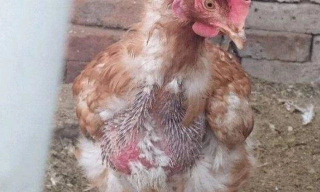鸡总是掉毛是啥原因?