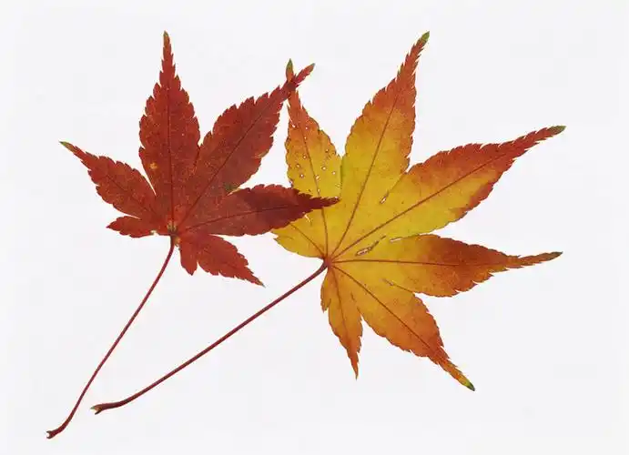 白色背景,正面,叶子,两片,枫叶,枯叶,落叶,黄色,红色,摄影,影棚,枫树