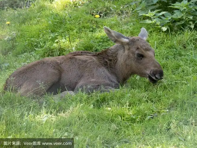 小驼鹿,草,水平画幅,无人,驼鹿