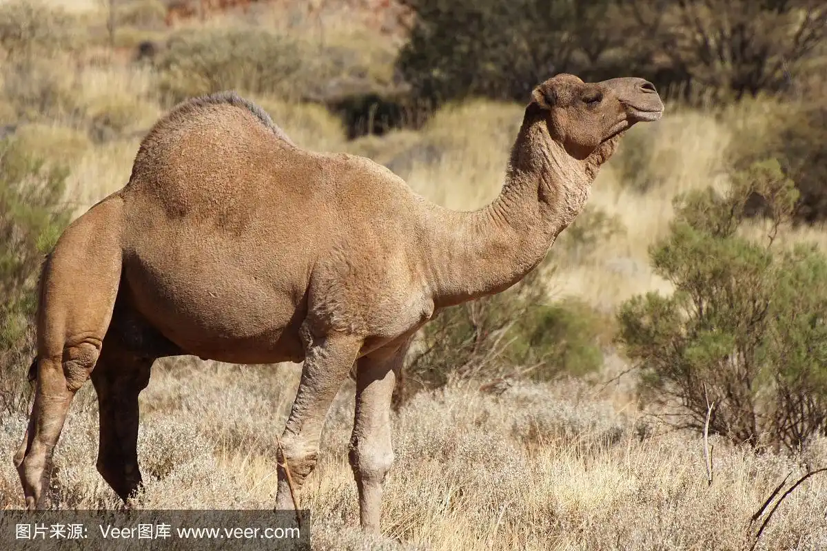 骆驼,澳大利亚