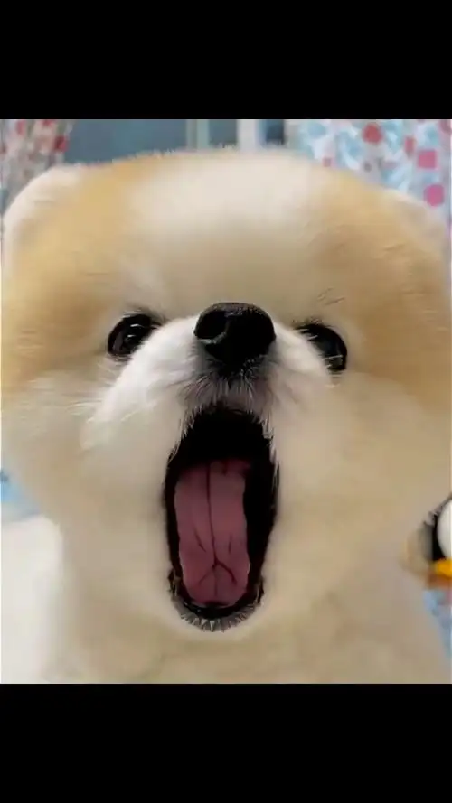 哎呀,好可怕,这只狗狗奶凶奶凶的