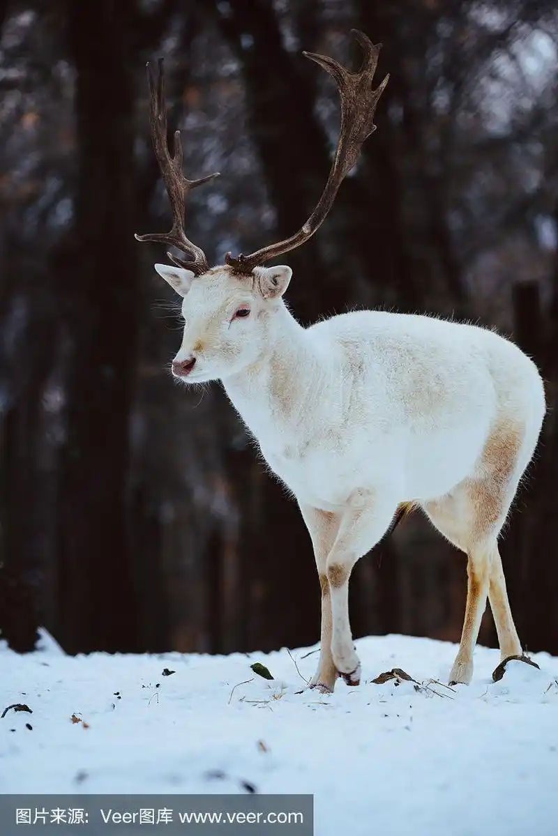 在冬天的森林里,白化的白休鹿母鹿母鹿