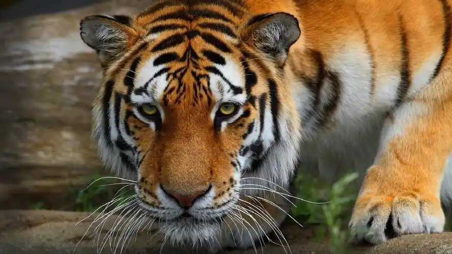 虎捕食-动物摄影hd壁纸 - 1920x1080 壁纸 下载