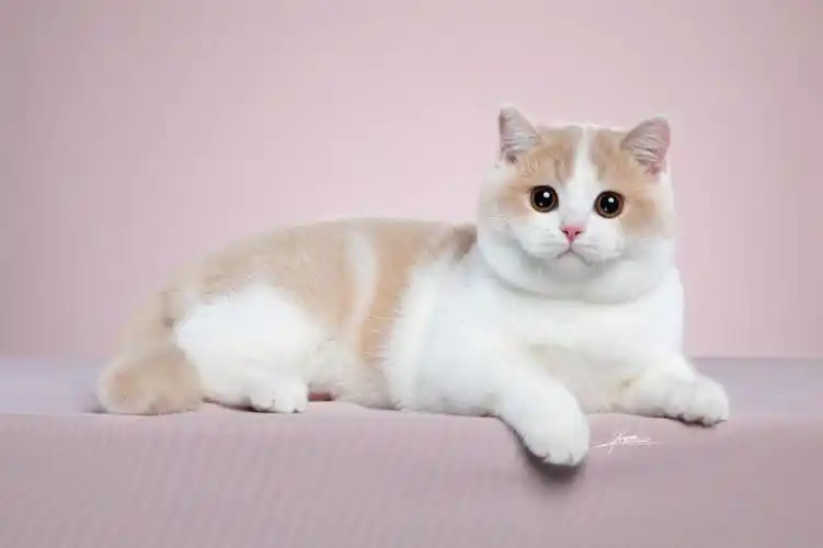 关于英短的故事科普英国短毛猫