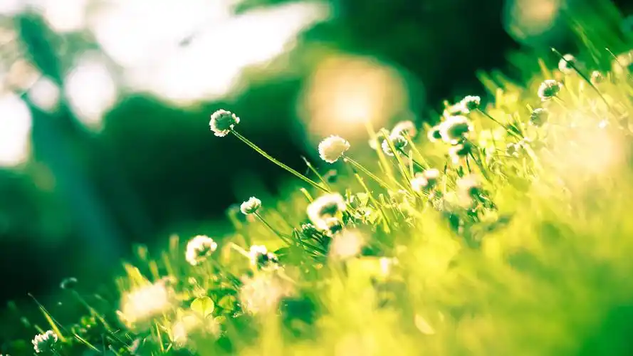 清新淡雅小清新静物高清桌面壁纸-风景壁纸-手机壁纸下载-美桌网