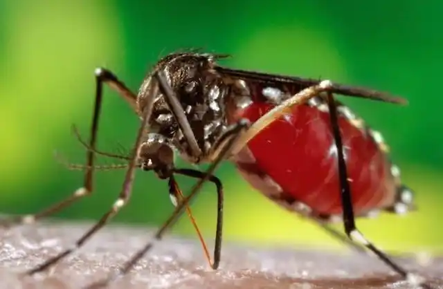 正在吸食人血的蚊子