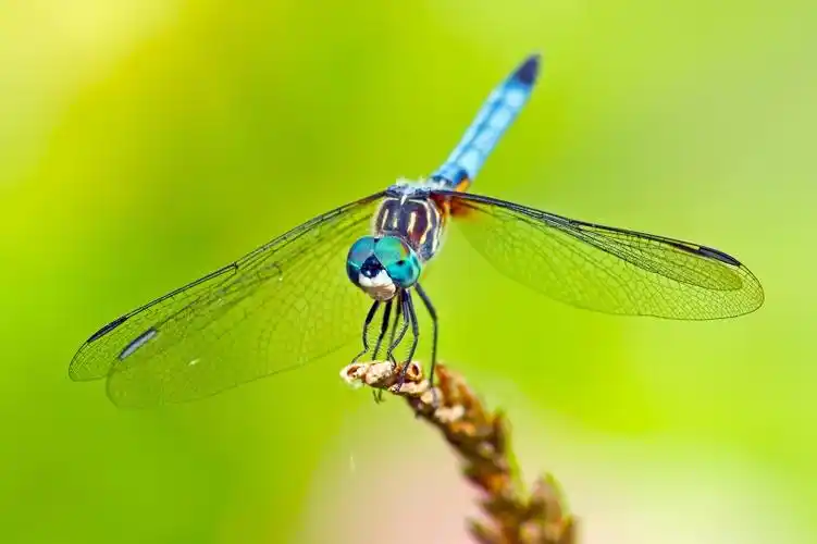 图片大全 动物图片 蜻蜓特写图片 > 蜻蜓特写图片 第6张