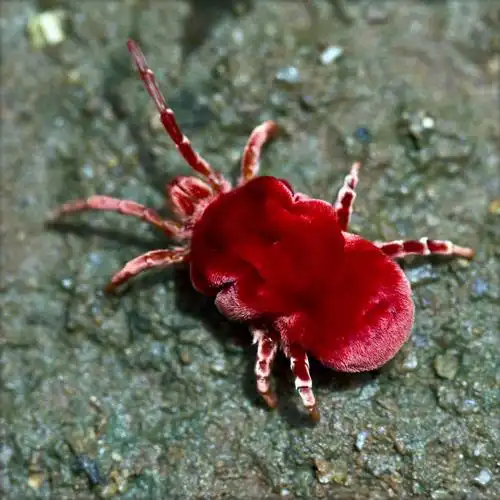 无人,方图,室外,白天,微距,野生动物,印度,昆虫,红色,摄影,泰米尔纳