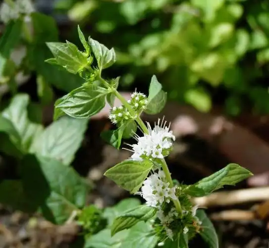 薄荷花语:愿与你再次相逢,再爱我一次