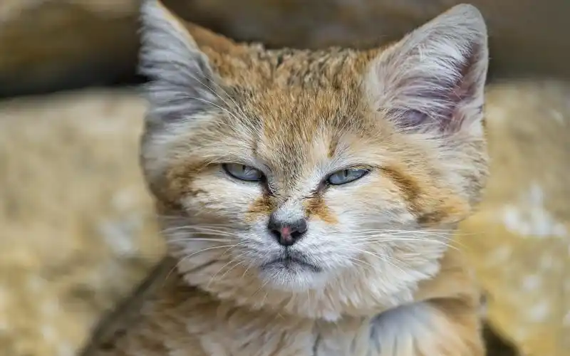 沙丘猫猫咪高清电脑壁纸