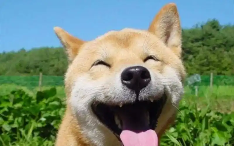 狗狗的搞笑表情