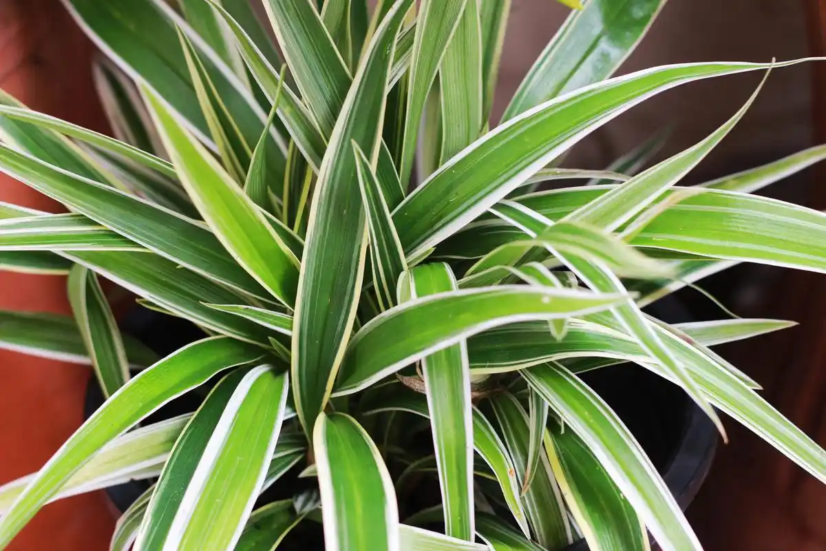 极易存活的金边吊兰,无论你是养花小白还是植物杀手都可以轻松驾驭