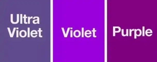 violet和purple的区别