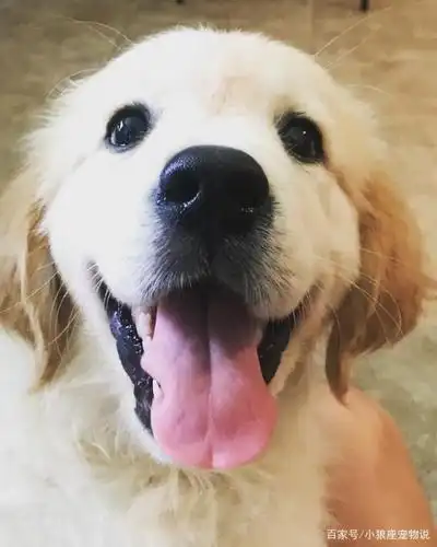 金毛狗狗duke,无辜的大眼睛很是可爱