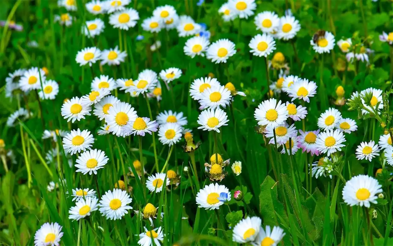 小清新植物花卉高清桌面壁纸图片大全高清大图预览1920x1200_植物壁纸