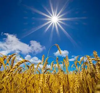 阳光照耀下的夏日金色麦田照片