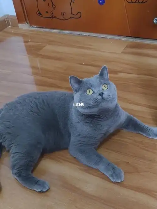 找新家英短蓝猫cfa纯种猫十个月dd