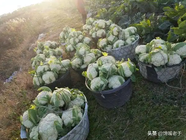 买花菜时,买紧花还是散花的好?看似一样区别挺大,看完
