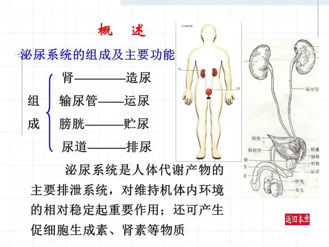 第四章泌尿系统ppt