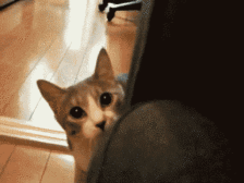 猫猫来玩躲猫猫