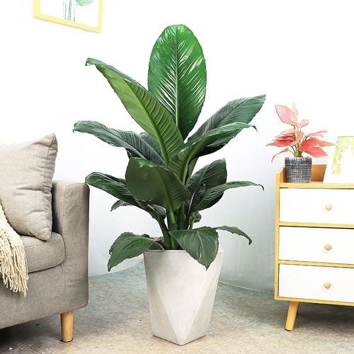 绿巨人大叶植物室内盆栽一帆风顺客厅净化空气吸甲醛绿植四季常青