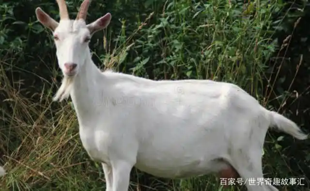 良心发现?国外一只羊逃跑六年又回到农场,原因让人哭笑不得