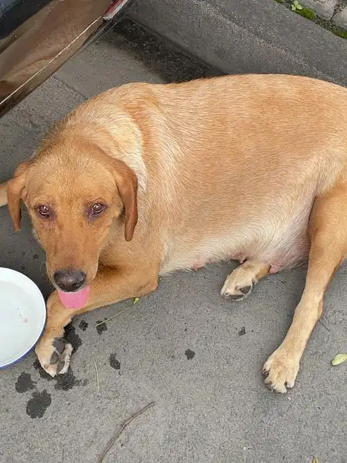 怀孕宠物大金毛走失