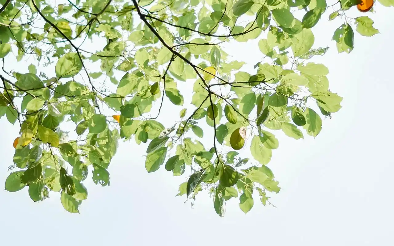 小清新绿色树叶唯美高清图片壁纸