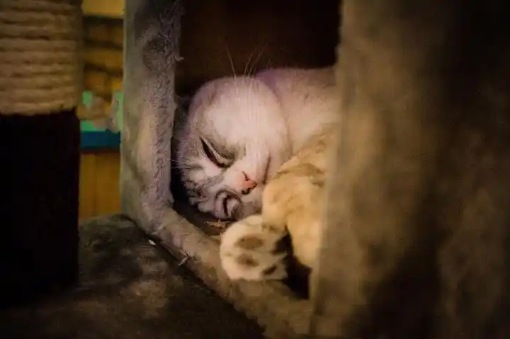 里边的猫都不怕生,有时爬到餐桌上,安静的发呆;来自于网络_猫小院猫