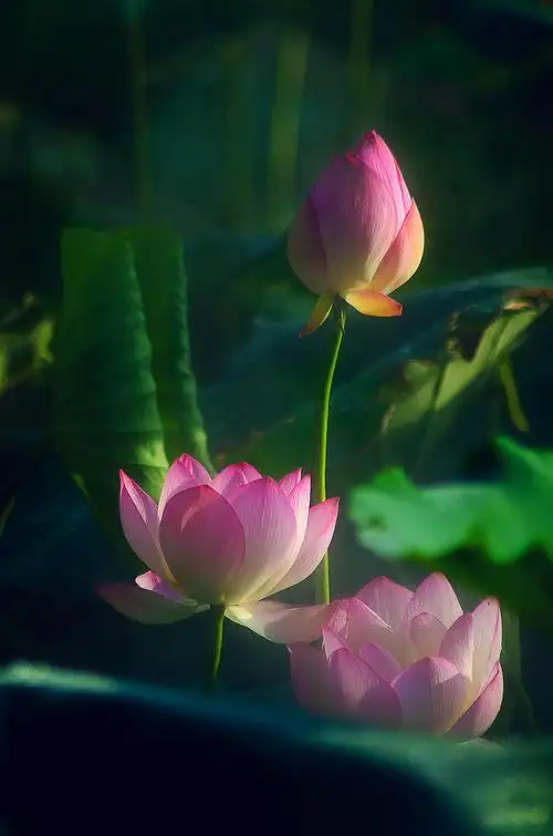 荷花奔放的季节烟雾意境荷花