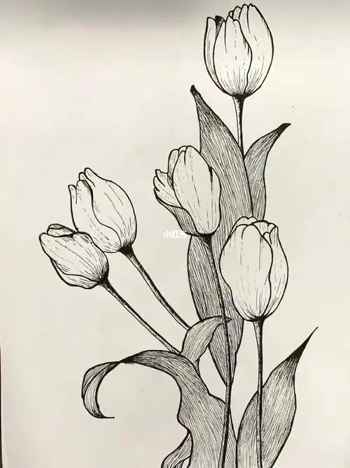 普通中性笔画画